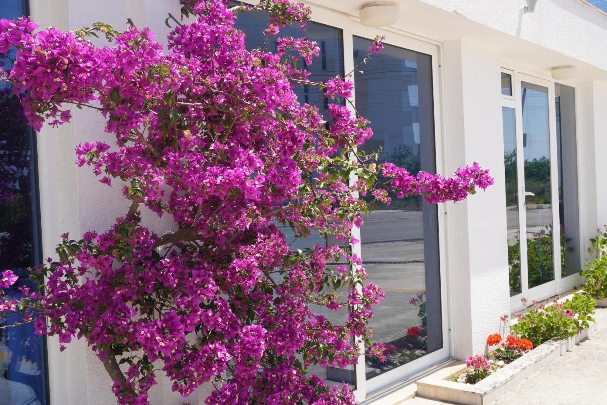 סרנדה Hotel Agel מראה חיצוני תמונה